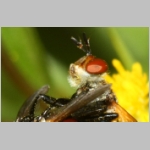 Gymnosoma sp - Raupenfliege 26c 6mm Sandgrube Niedringhaussee.jpg